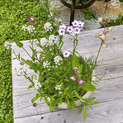 Bluebird | Plantable Wildflower Card - Bluecorn Candles