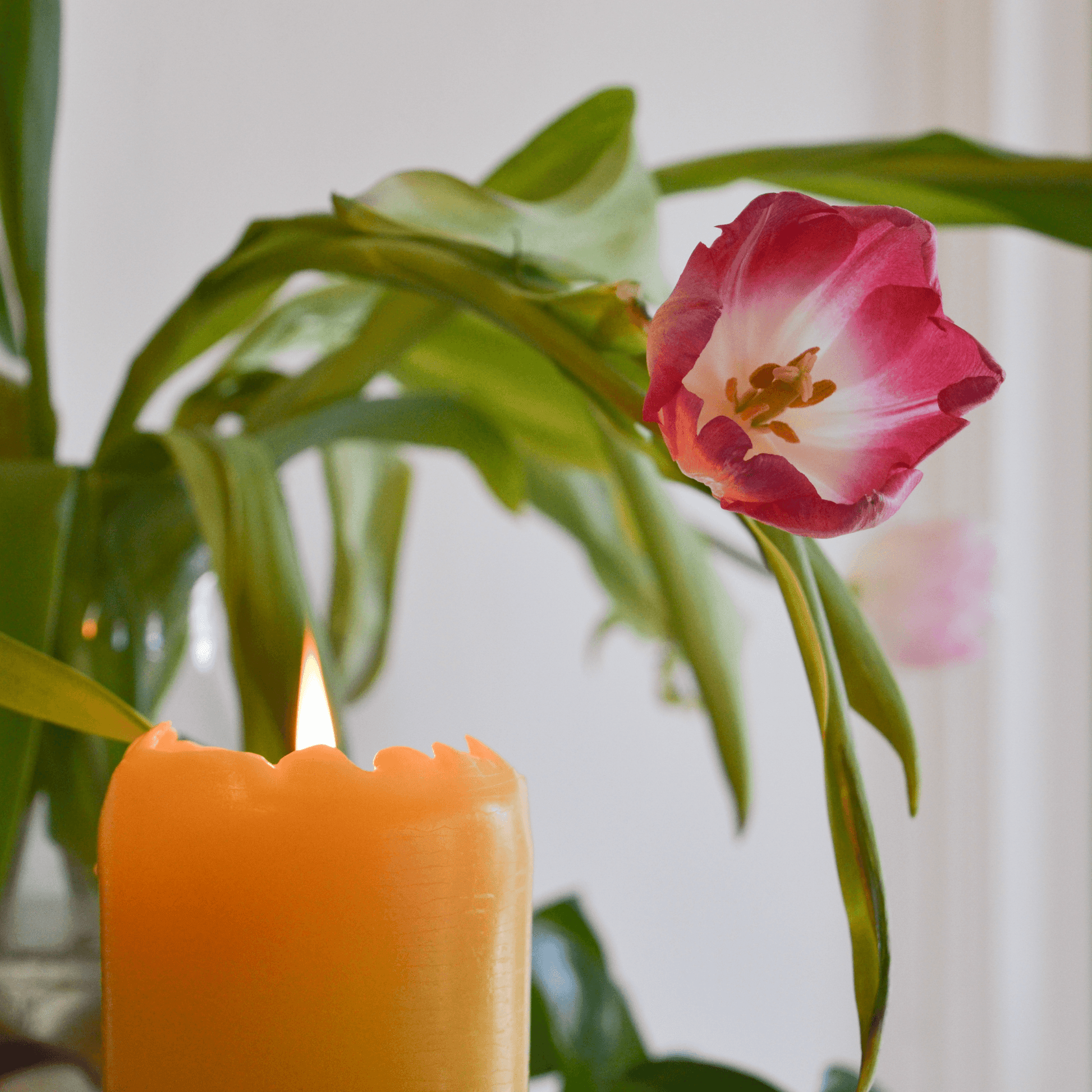 Botanica Beeswax - Scented Pillar Candle - Bluecorn Candles