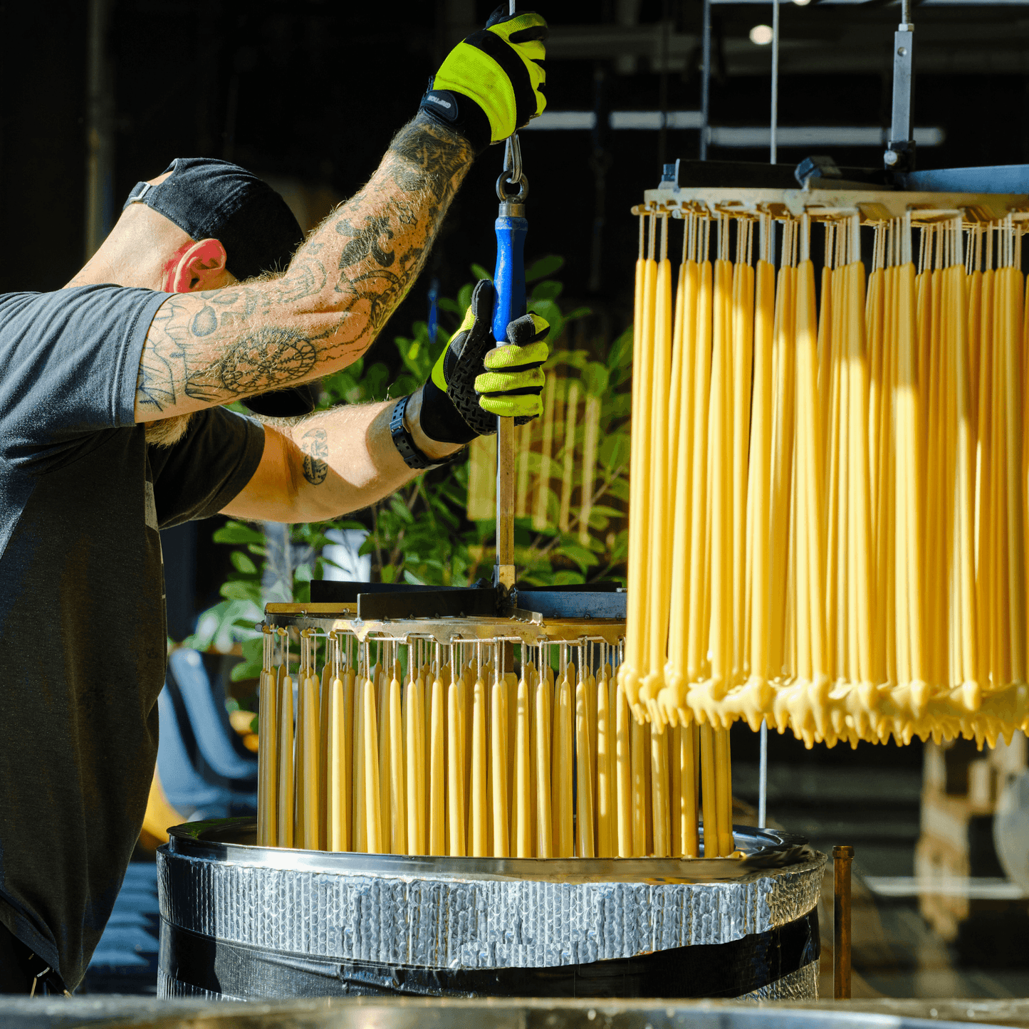 Hand-dipped beeswax taper candles from Bluecorn Beeswax Candles as they are pulled from the dip tank in our Montrose, Colorado candle workshop.